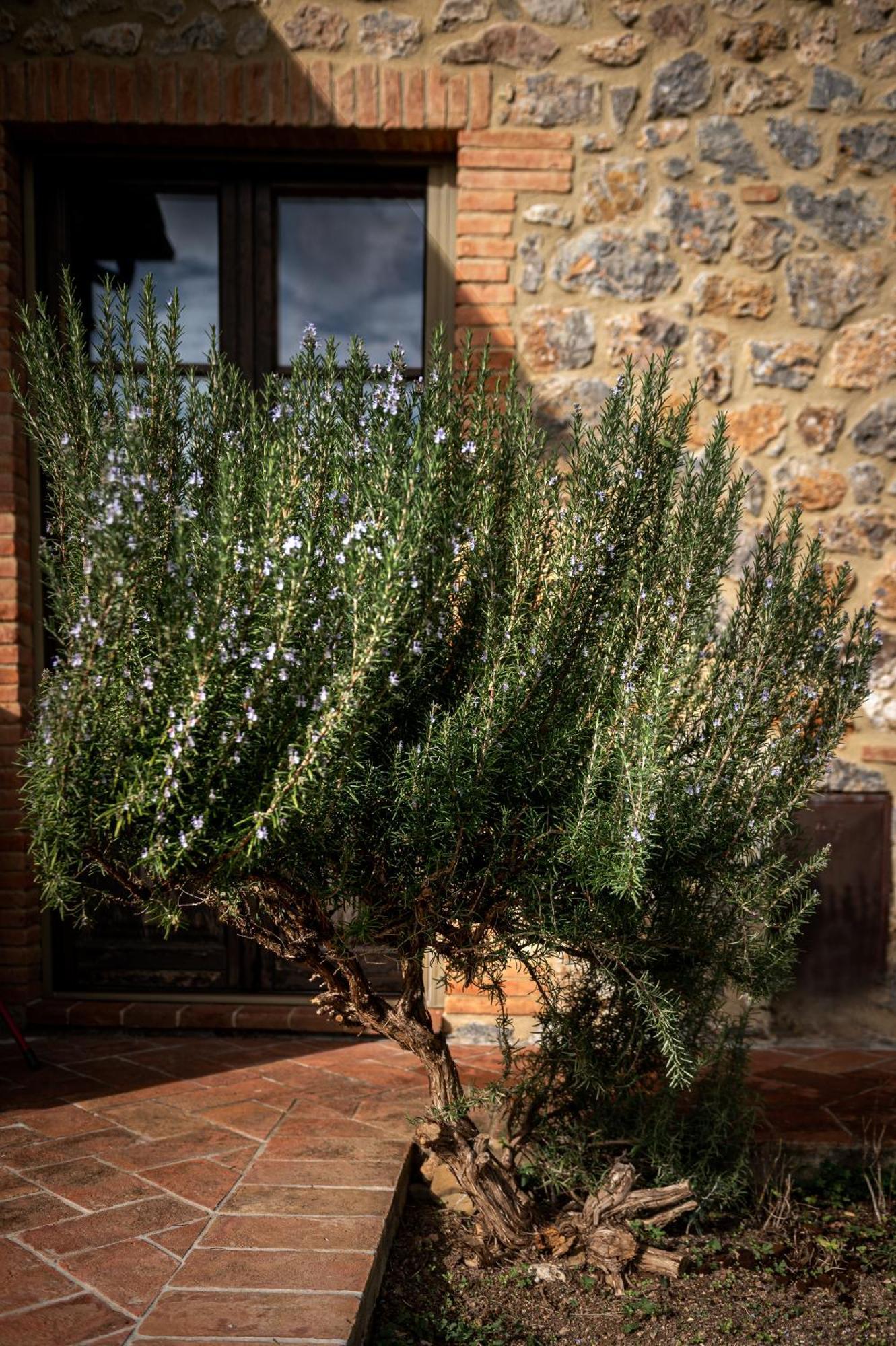 Tenuta Aronne Massa Marittima Extérieur photo
